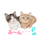 うちのにゃんこちゃん達2（個別スタンプ：14）