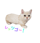 うちのにゃんこちゃん達2（個別スタンプ：17）