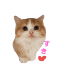 うちのにゃんこちゃん達2（個別スタンプ：19）