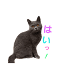 うちのにゃんこちゃん達2（個別スタンプ：22）