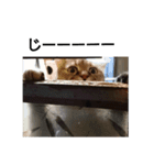 シンプル猫さん（個別スタンプ：1）