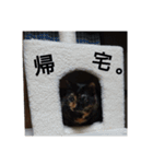 シンプル猫さん（個別スタンプ：3）