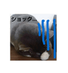 シンプル猫さん（個別スタンプ：5）