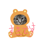 ネコ盛りだくさん（個別スタンプ：1）
