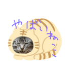 ネコ盛りだくさん（個別スタンプ：2）