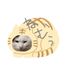 ネコ盛りだくさん（個別スタンプ：5）