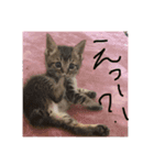 ネコ盛りだくさん（個別スタンプ：10）