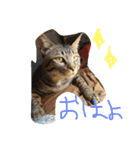 ネコ盛りだくさん（個別スタンプ：11）