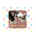 ネコ盛りだくさん（個別スタンプ：15）