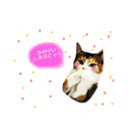 ていばんシリーズ（個別スタンプ：2）