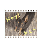 Toy manchester terrier bell！（個別スタンプ：1）