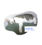 するめ(猫)ちゃん。（個別スタンプ：4）