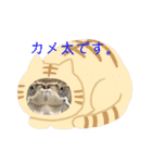 カメ太スタンプ♡（個別スタンプ：1）