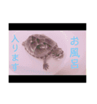 カメ太スタンプ♡（個別スタンプ：19）