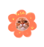 にゃんこ兄弟（個別スタンプ：2）