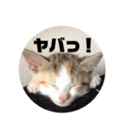 YOUの8にゃんず(=^x^=)②（個別スタンプ：9）