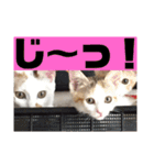 YOUの8にゃんず(=^x^=)②（個別スタンプ：14）