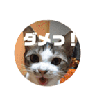 YOUの8にゃんず(=^x^=)②（個別スタンプ：15）