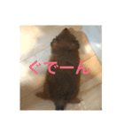 ひめぴよスタンプ（個別スタンプ：1）