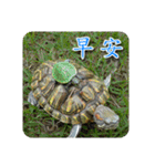 可愛い小さなカメの日常生活編（個別スタンプ：2）