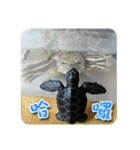 可愛い小さなカメの日常生活編（個別スタンプ：3）
