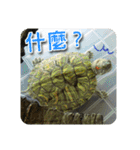 可愛い小さなカメの日常生活編（個別スタンプ：5）