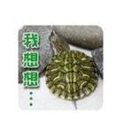 可愛い小さなカメの日常生活編（個別スタンプ：6）