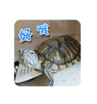 可愛い小さなカメの日常生活編（個別スタンプ：8）
