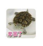 可愛い小さなカメの日常生活編（個別スタンプ：10）