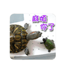 可愛い小さなカメの日常生活編（個別スタンプ：11）