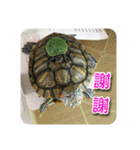 可愛い小さなカメの日常生活編（個別スタンプ：13）