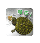 可愛い小さなカメの日常生活編（個別スタンプ：15）
