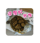 可愛い小さなカメの日常生活編（個別スタンプ：16）