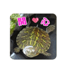 可愛い小さなカメの日常生活編（個別スタンプ：17）