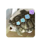 可愛い小さなカメの日常生活編（個別スタンプ：18）