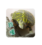 可愛い小さなカメの日常生活編（個別スタンプ：19）