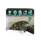 可愛い小さなカメの日常生活編（個別スタンプ：21）