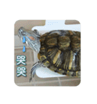 可愛い小さなカメの日常生活編（個別スタンプ：22）