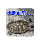 可愛い小さなカメの日常生活編（個別スタンプ：24）