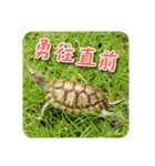 可愛い小さなカメの日常生活編（個別スタンプ：27）