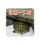可愛い小さなカメの日常生活編（個別スタンプ：28）