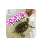 可愛い小さなカメの日常生活編（個別スタンプ：29）