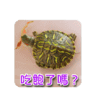 可愛い小さなカメの日常生活編（個別スタンプ：30）