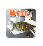 可愛い小さなカメの日常生活編（個別スタンプ：31）