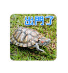 可愛い小さなカメの日常生活編（個別スタンプ：33）