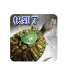 可愛い小さなカメの日常生活編（個別スタンプ：34）