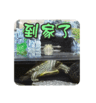可愛い小さなカメの日常生活編（個別スタンプ：35）