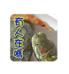 可愛い小さなカメの日常生活編（個別スタンプ：36）