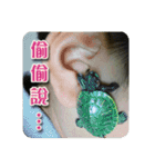 可愛い小さなカメの日常生活編（個別スタンプ：37）