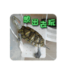 可愛い小さなカメの日常生活編（個別スタンプ：38）